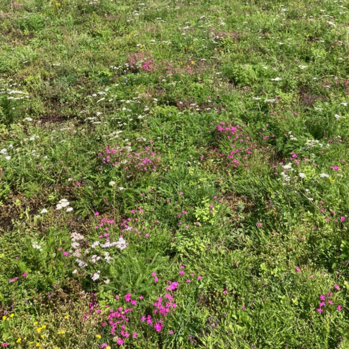 SimplySedum Sedum kruidenmat | Per M2