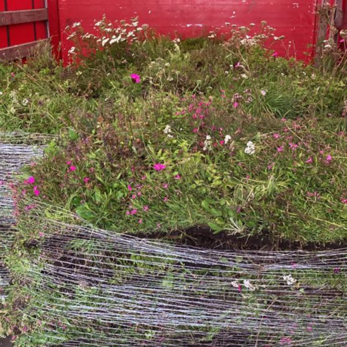 SimplySedum Sedum kruidenmat | Per M2