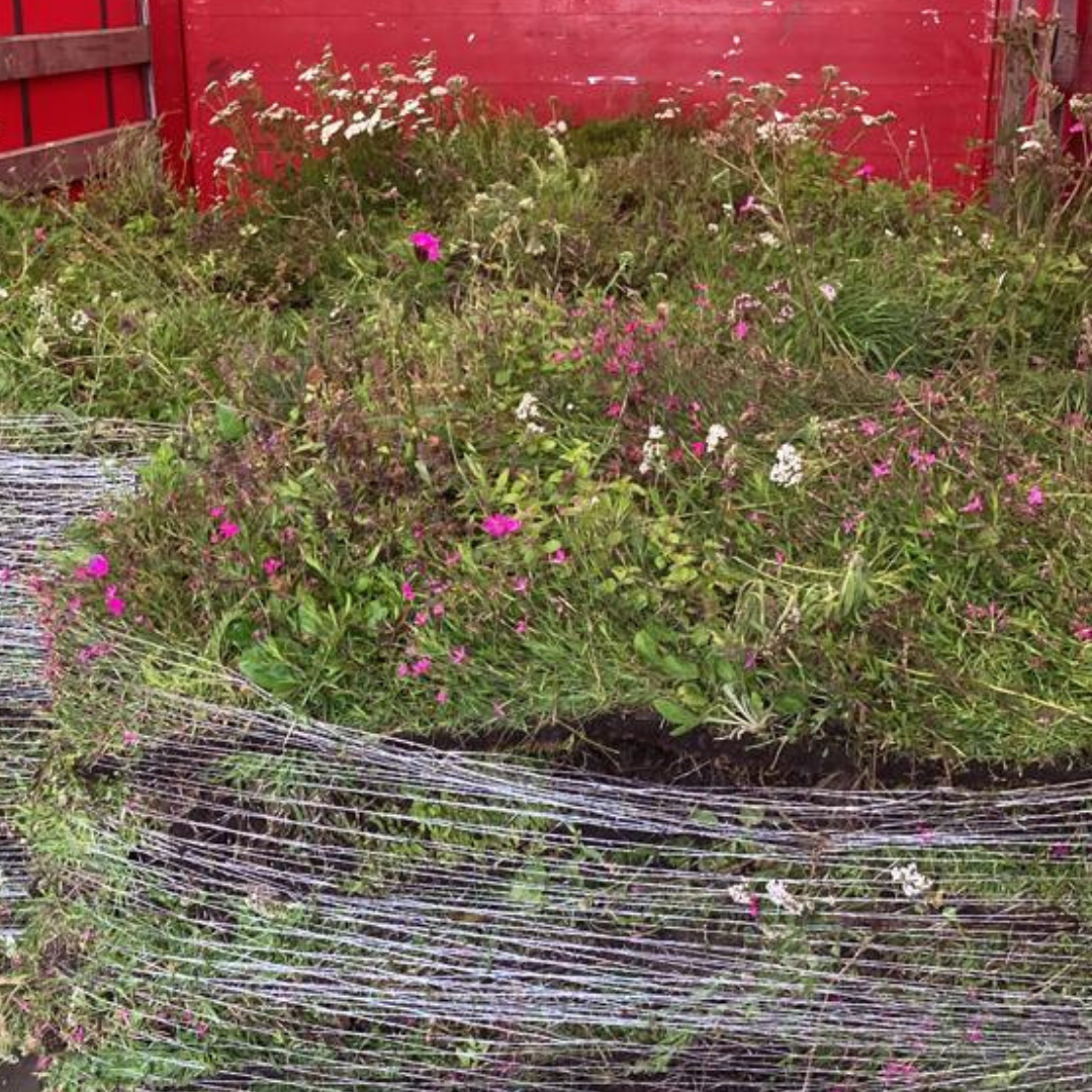 Sedum kruidenmat | Per M2