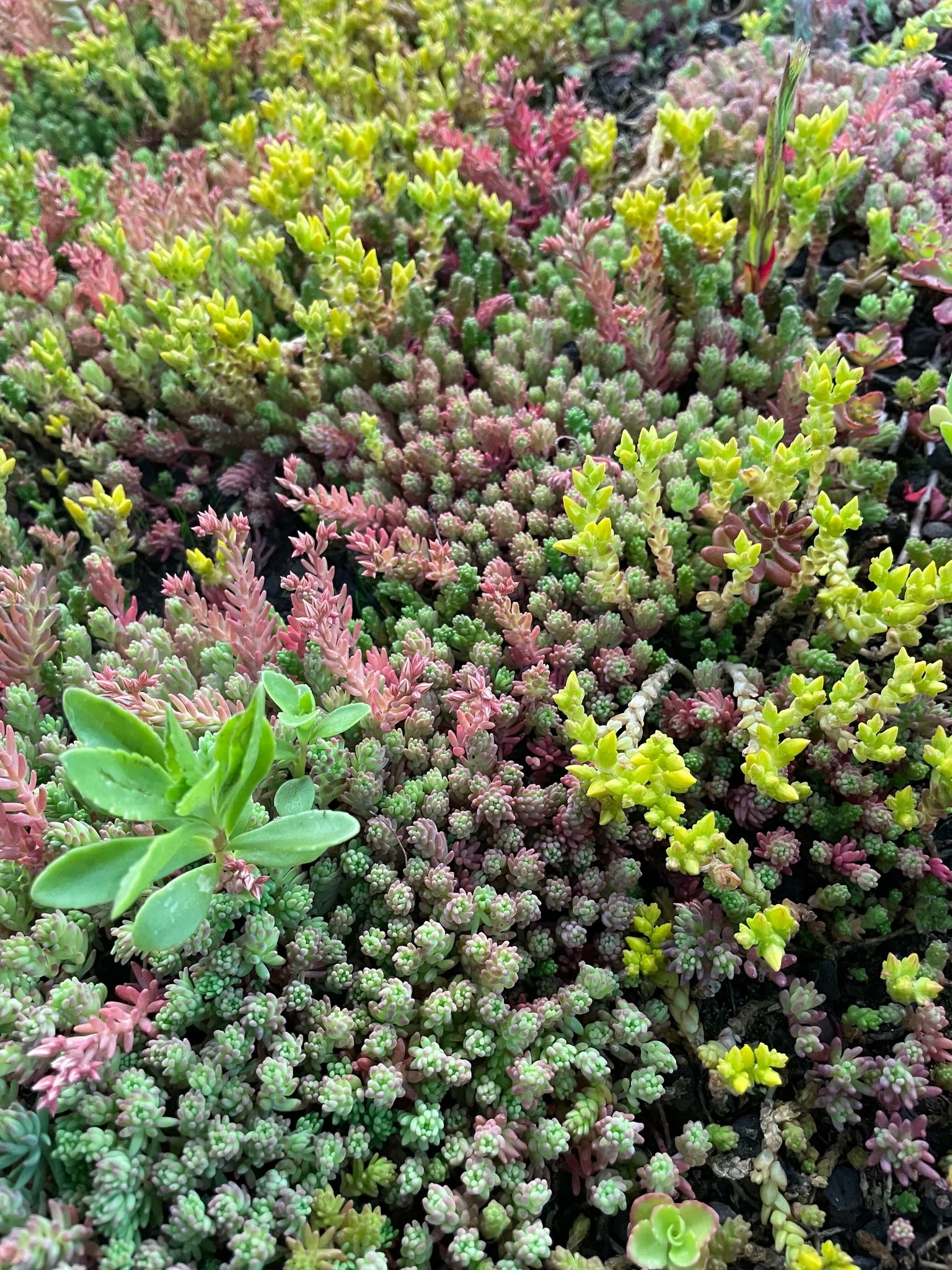Sedum plantjes van dichtbij