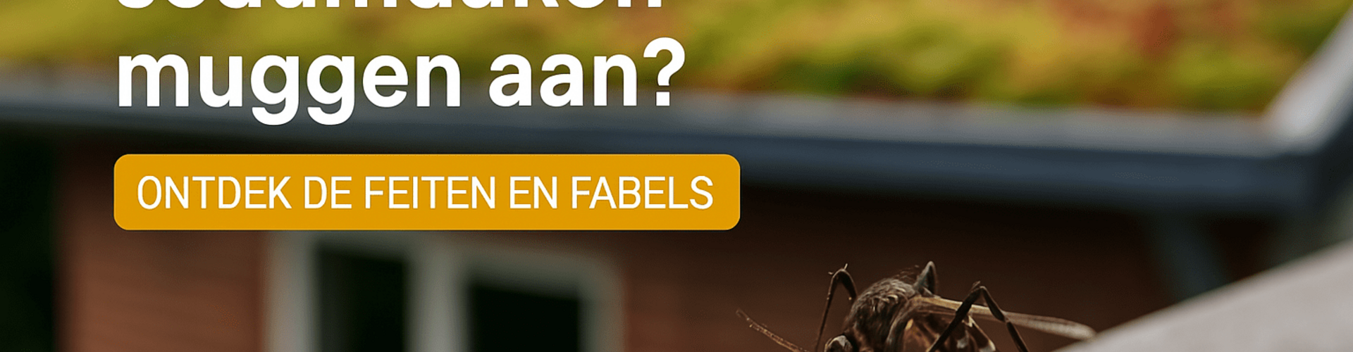 Trekken sedumdaken muggen aan? (Ontdek de feiten en fabels!)