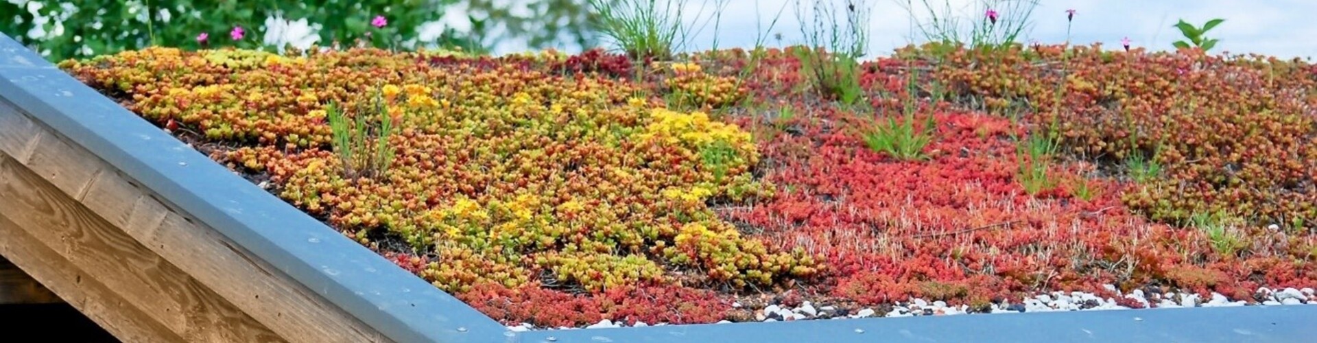Welk dak is geschikt voor een groendak? Ontdek of jouw dak groener kan!