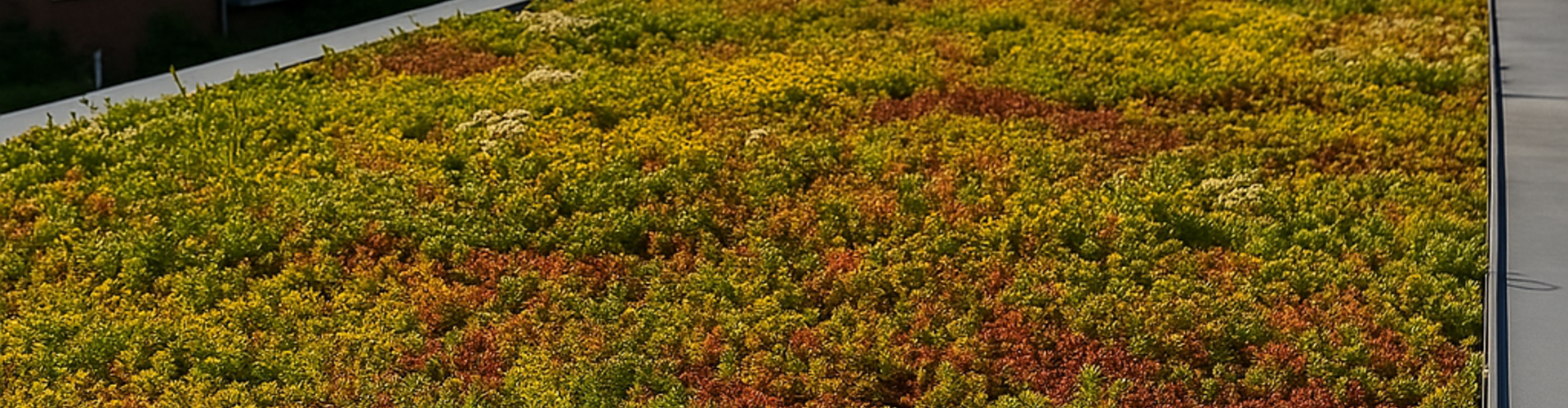 5 Redenen waarom sedum zo geschikt is op een dak