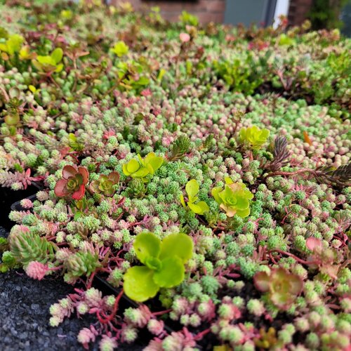 Sedum matten
