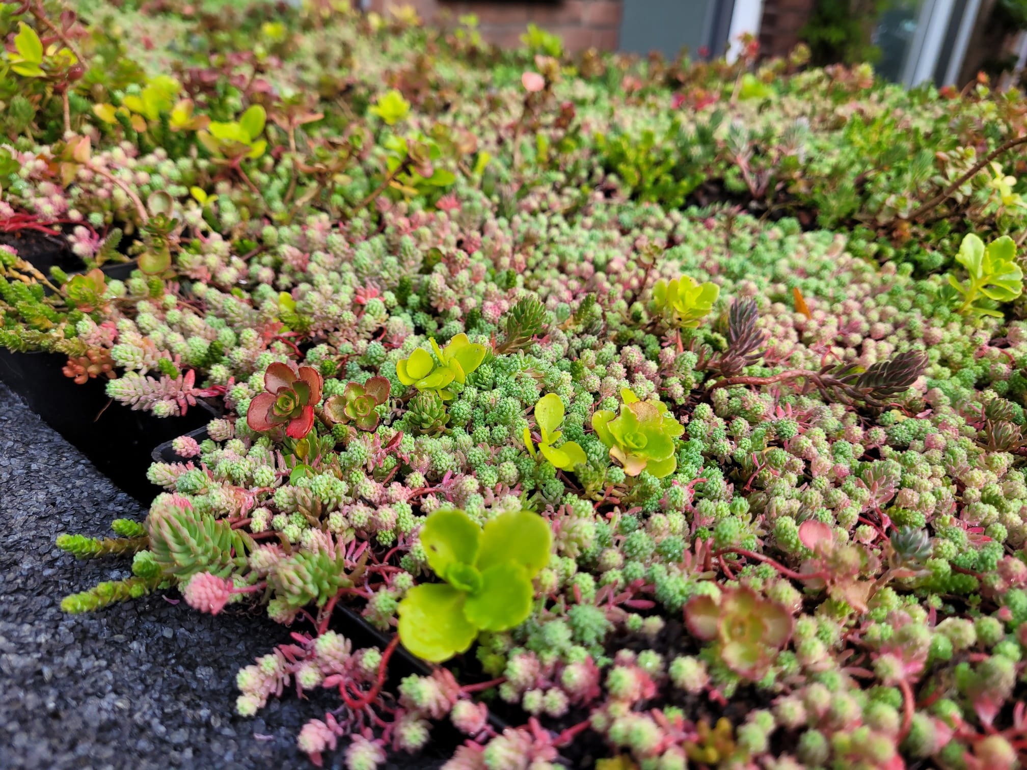 Sedum matten
