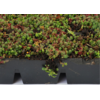 Sedum cassettes per M2 | Zelf samenstellen