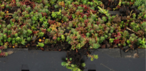 SimplySedum Sedum cassettes per M2 | Zelf samenstellen