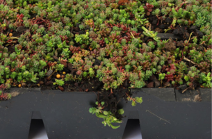 SimplySedum Sedum cassettes per M2 | Zelf samenstellen