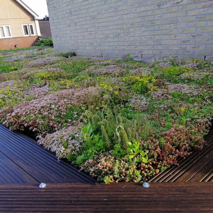 SimplySedum Sedum Cassette | ZELF SAMENSTELLEN (configurator)