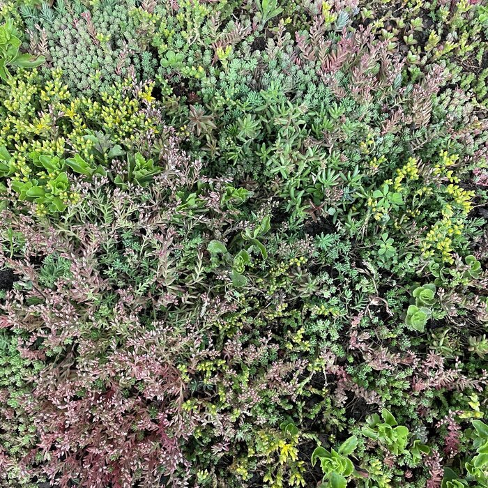 SimplySedum Sedum cassettes per M2 | Zelf samenstellen