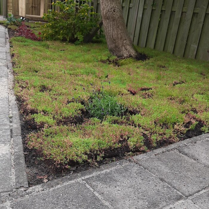 SimplySedum Sedummat | ZELF SAMENSTELLEN (configurator)