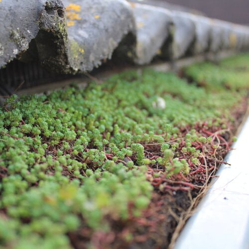 Sedum in dakgoot
