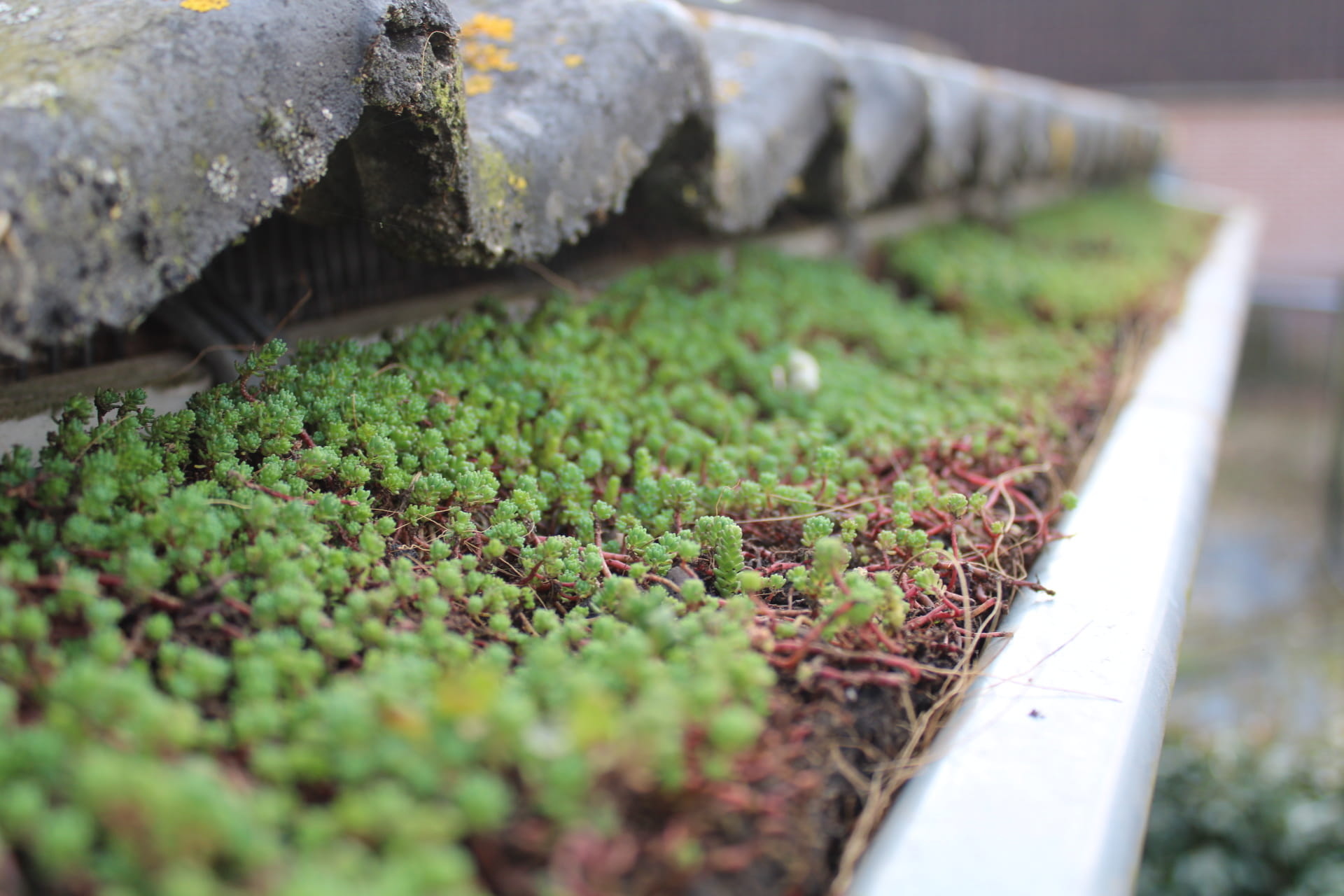 Sedum in dakgoot
