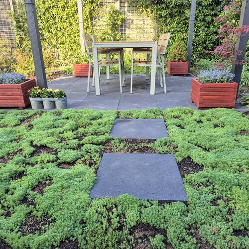 Sedum bodembedekking in de tuin