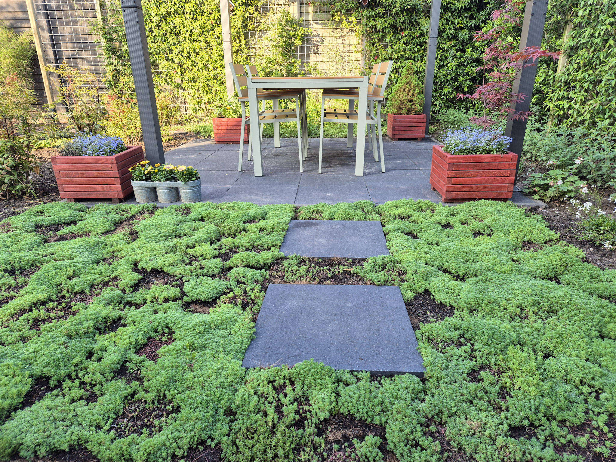 Sedum bodembedekking in de tuin