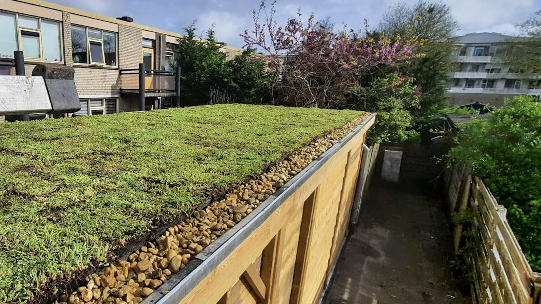 Sedum voor een plat dak