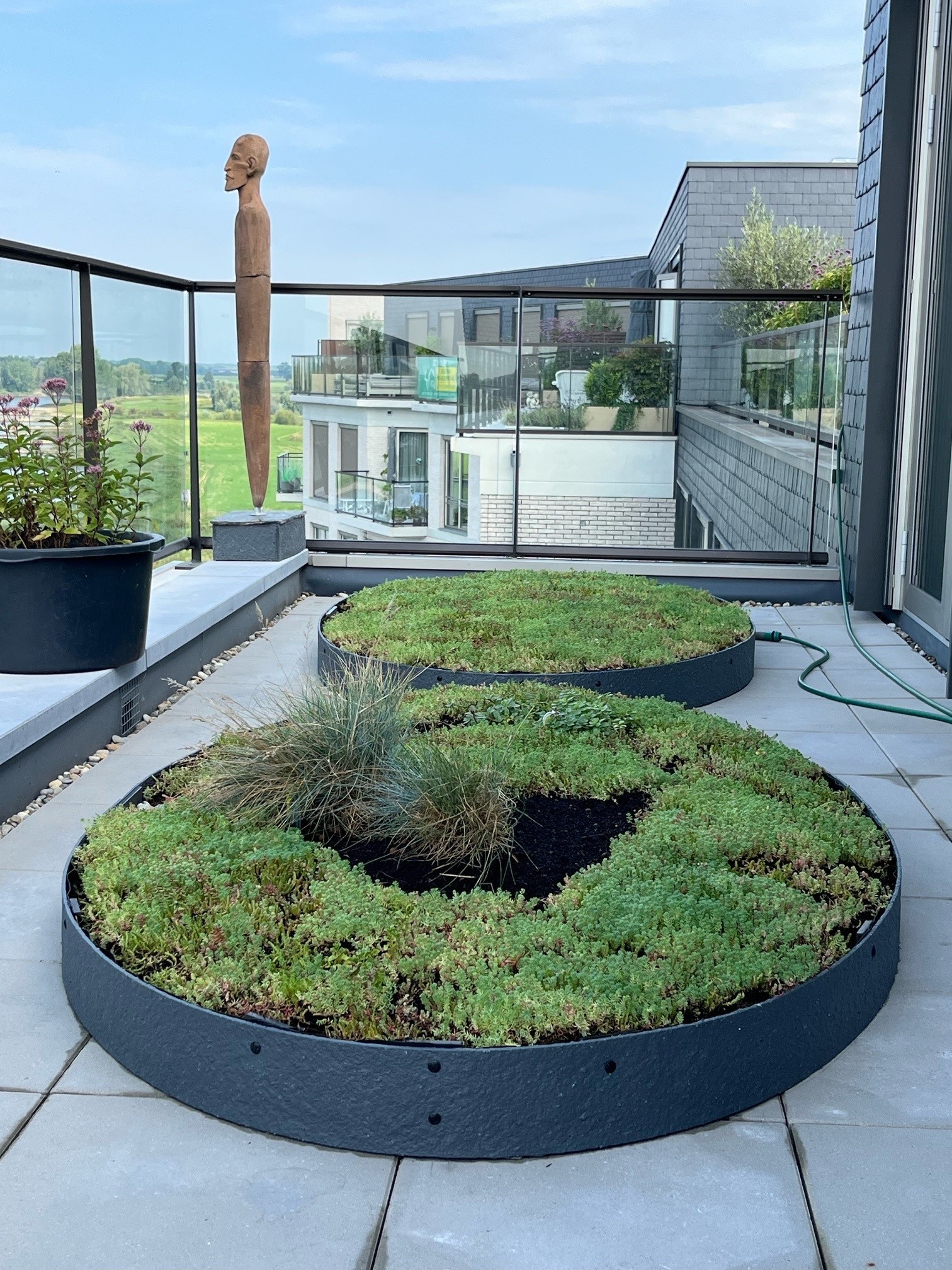 Sedum in organische vormen