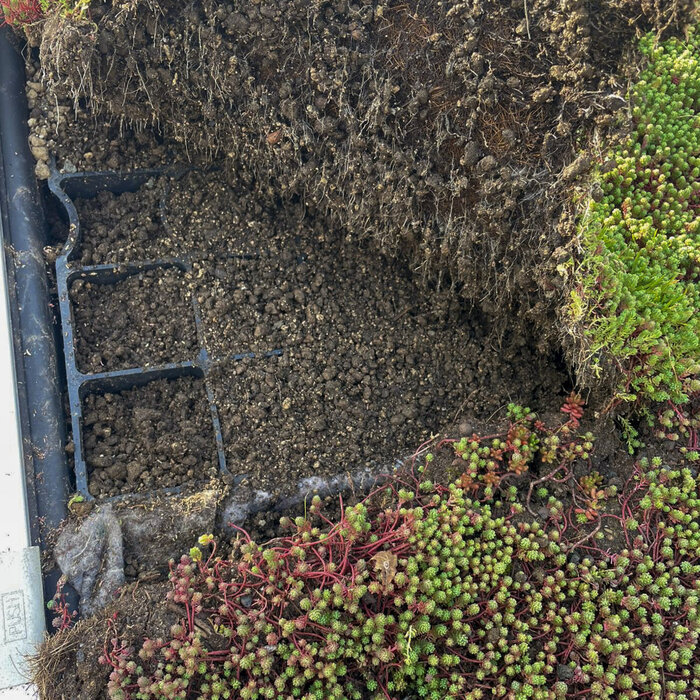 SimplySedum Hellend Groendak 31° tot 45° Per m2