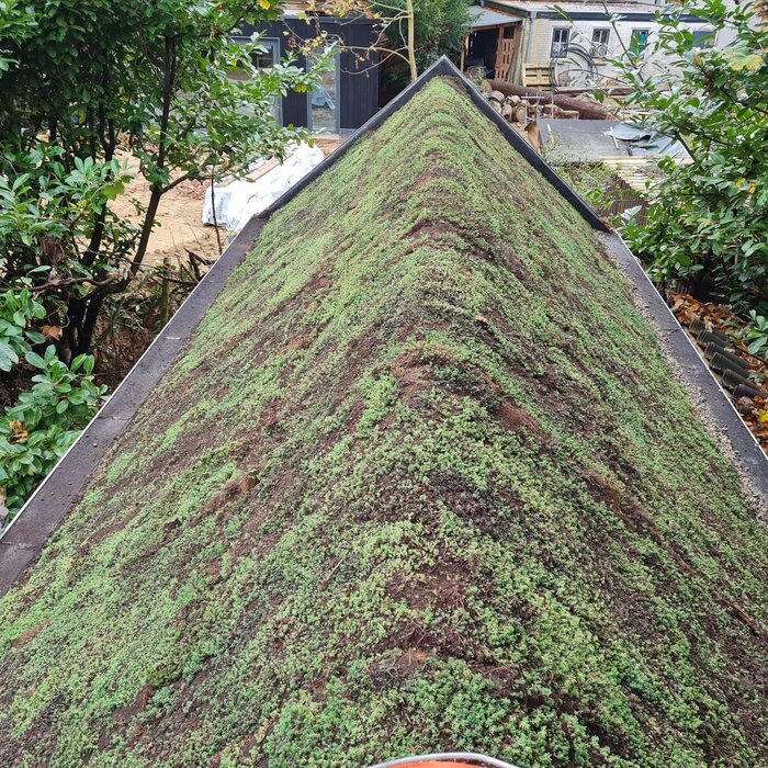 SimplySedum Hellend Groendak 31° tot 45° Per m2