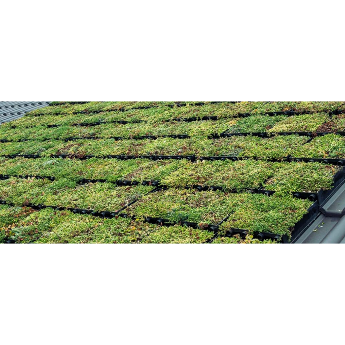 SimplySedum Groene dakpan per m2