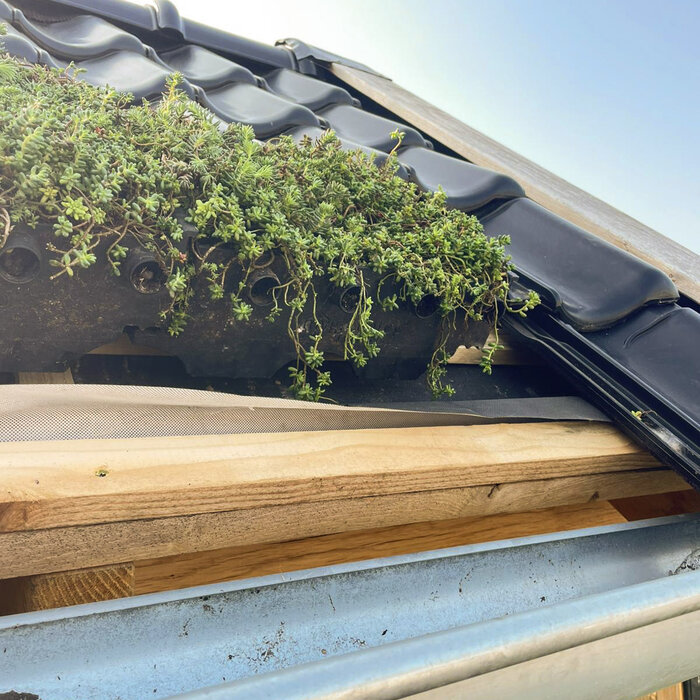 SimplySedum Groene dakpan