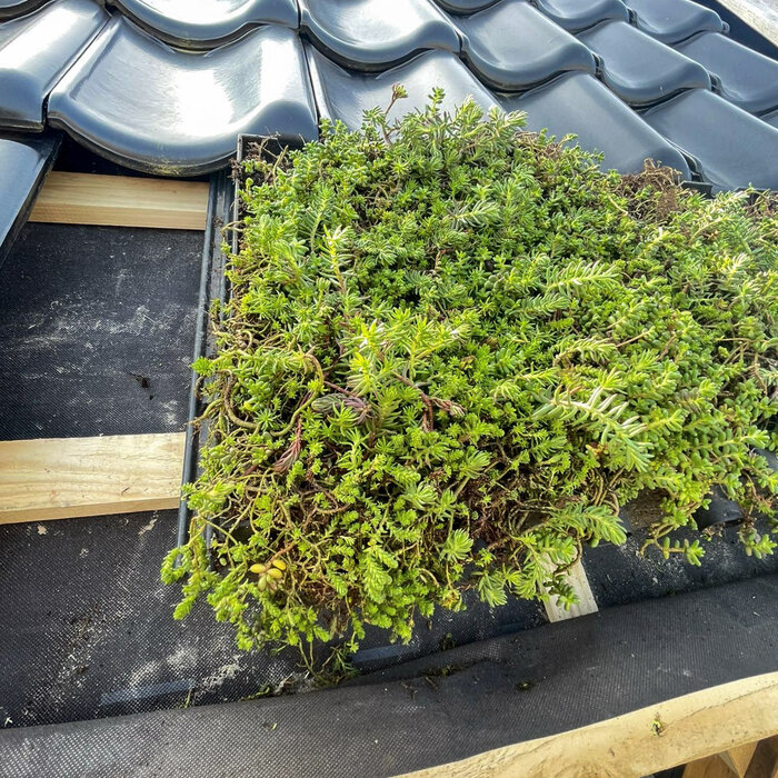 SimplySedum Groene dakpan per m2