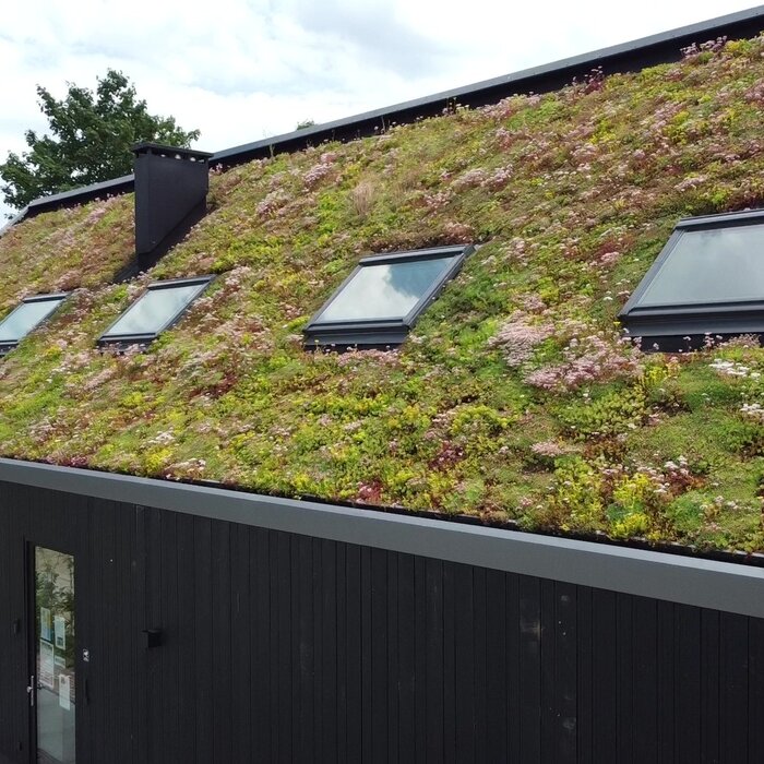 SimplySedum Groene dakpan per stuk