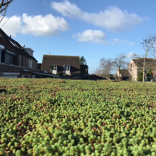 Welke soorten sedum bestaan er?