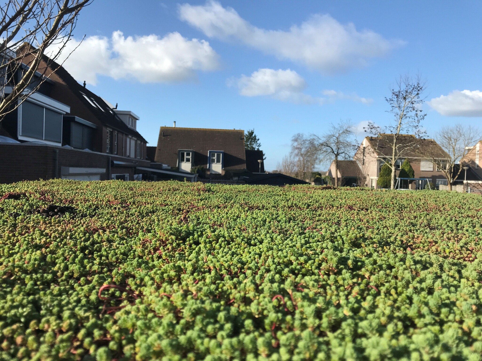 Welke soorten sedum bestaan er?