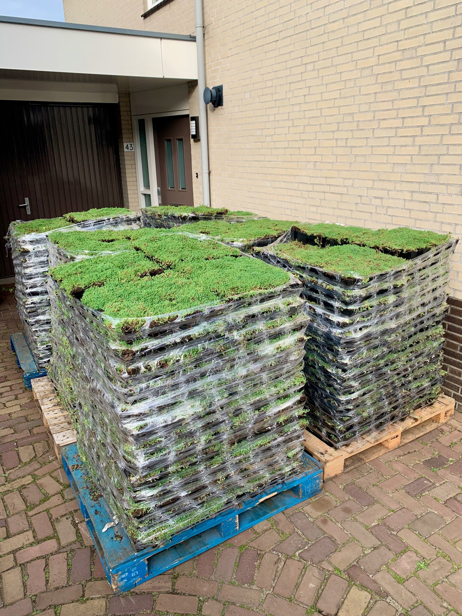 Wat zijn de kosten voor sedumdak per m2?