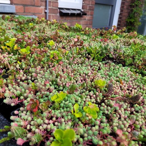 Welke planten gebruiken voor een groendak?