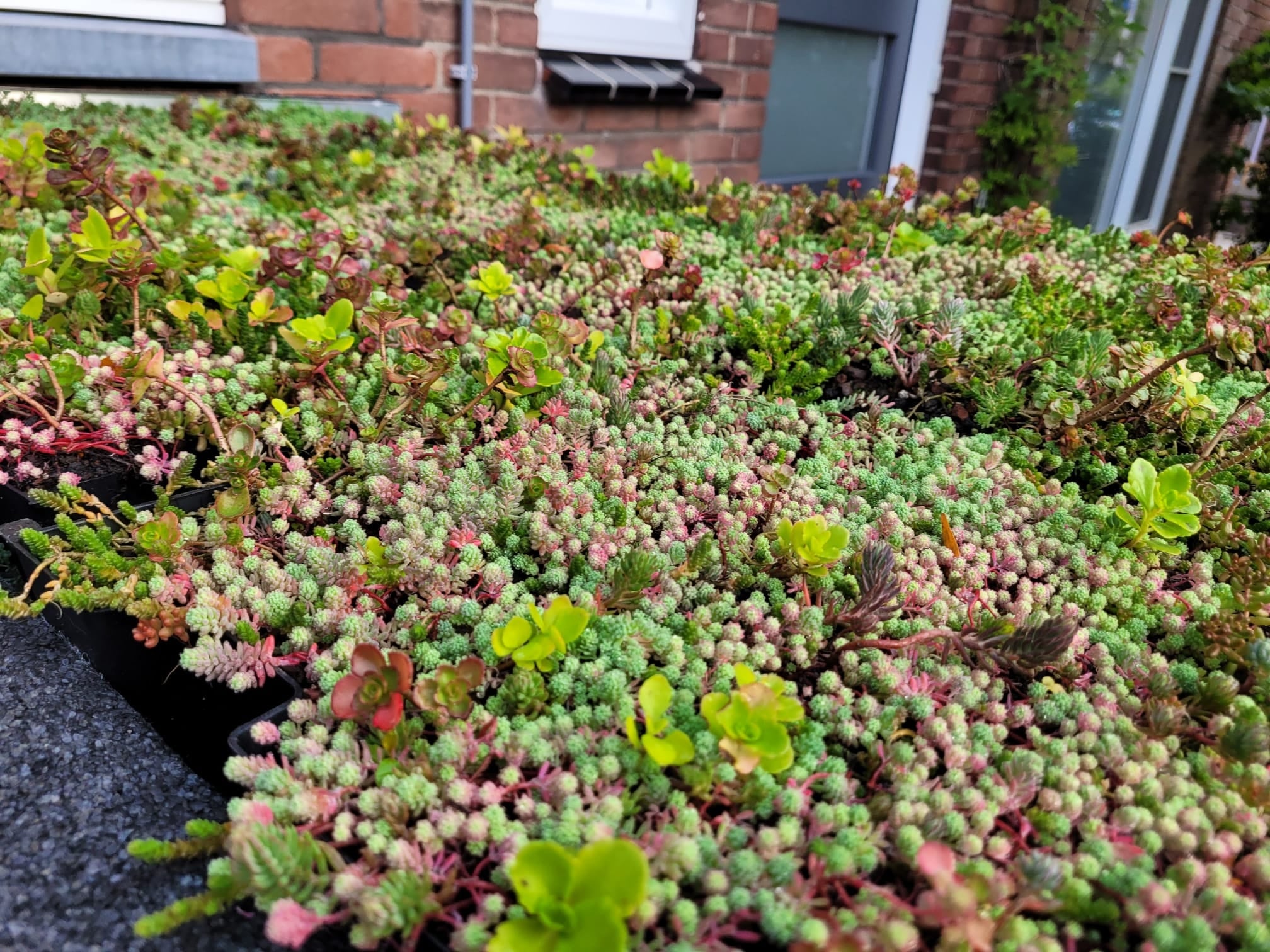 Welke planten gebruiken voor een groendak?
