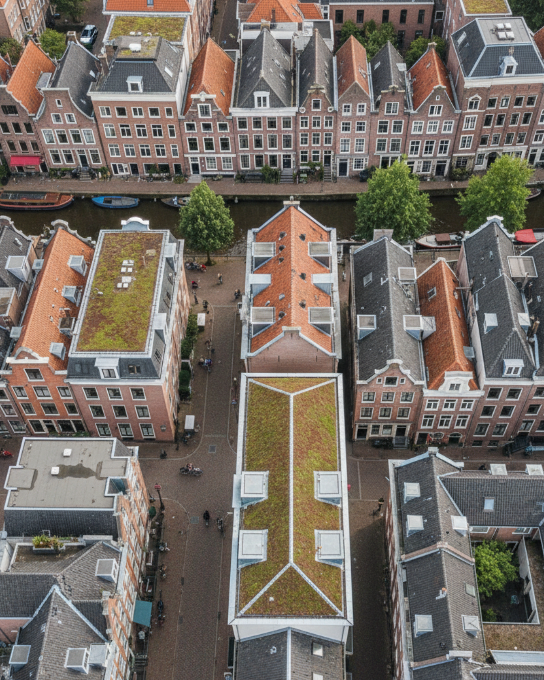 Hoe kunnen sedumdaken de stedelijke biodiversiteit verbeteren?