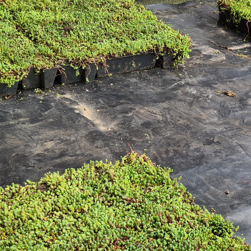 Sedum cassettes plaatsen
