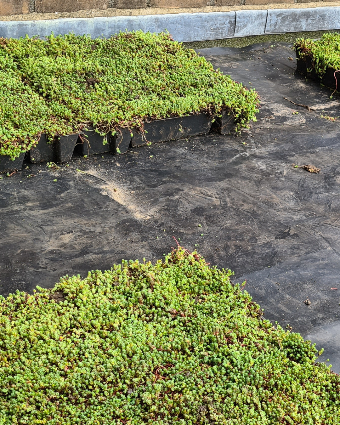 Sedum cassettes plaatsen: hoe doe je dat?