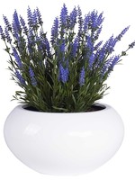 Vase of the world San Francisco SHINY WHITE