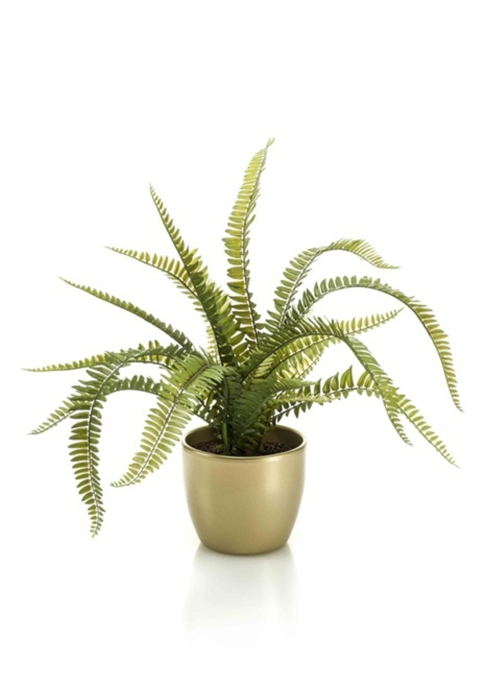 Varen in goudkleurige pot