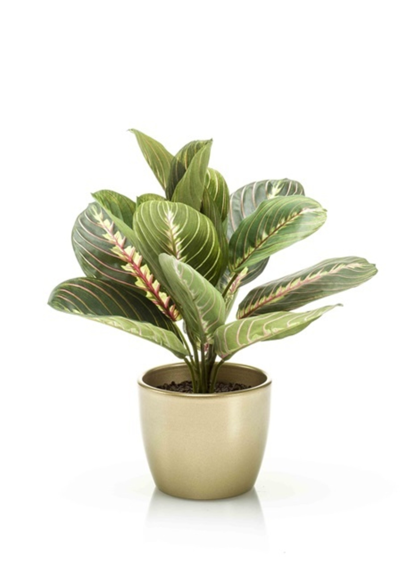 Varen in goudkleurige pot