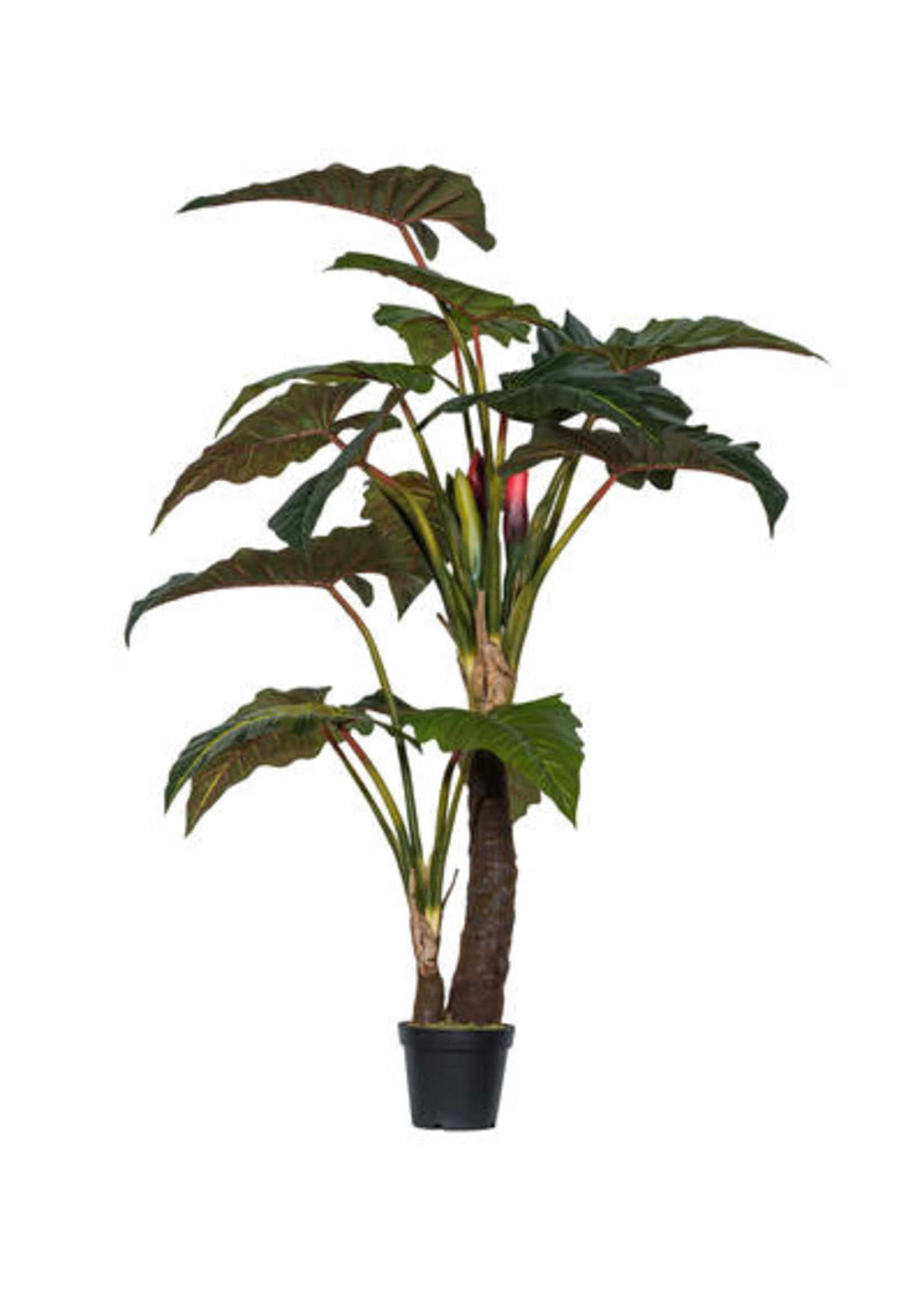 Pottery Pots Alocasia Boom,  160cmH.
