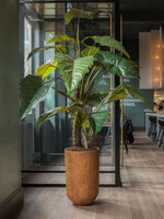 Pottery Pots Alocasia Boom  H 160 cm