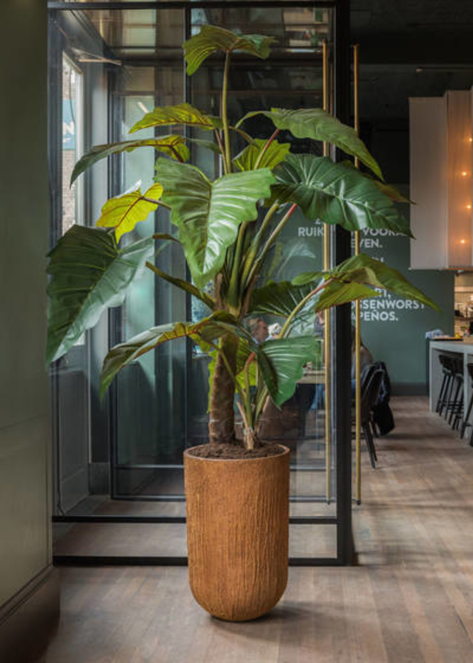Pottery Pots Alocasia Boom,  160cmH.