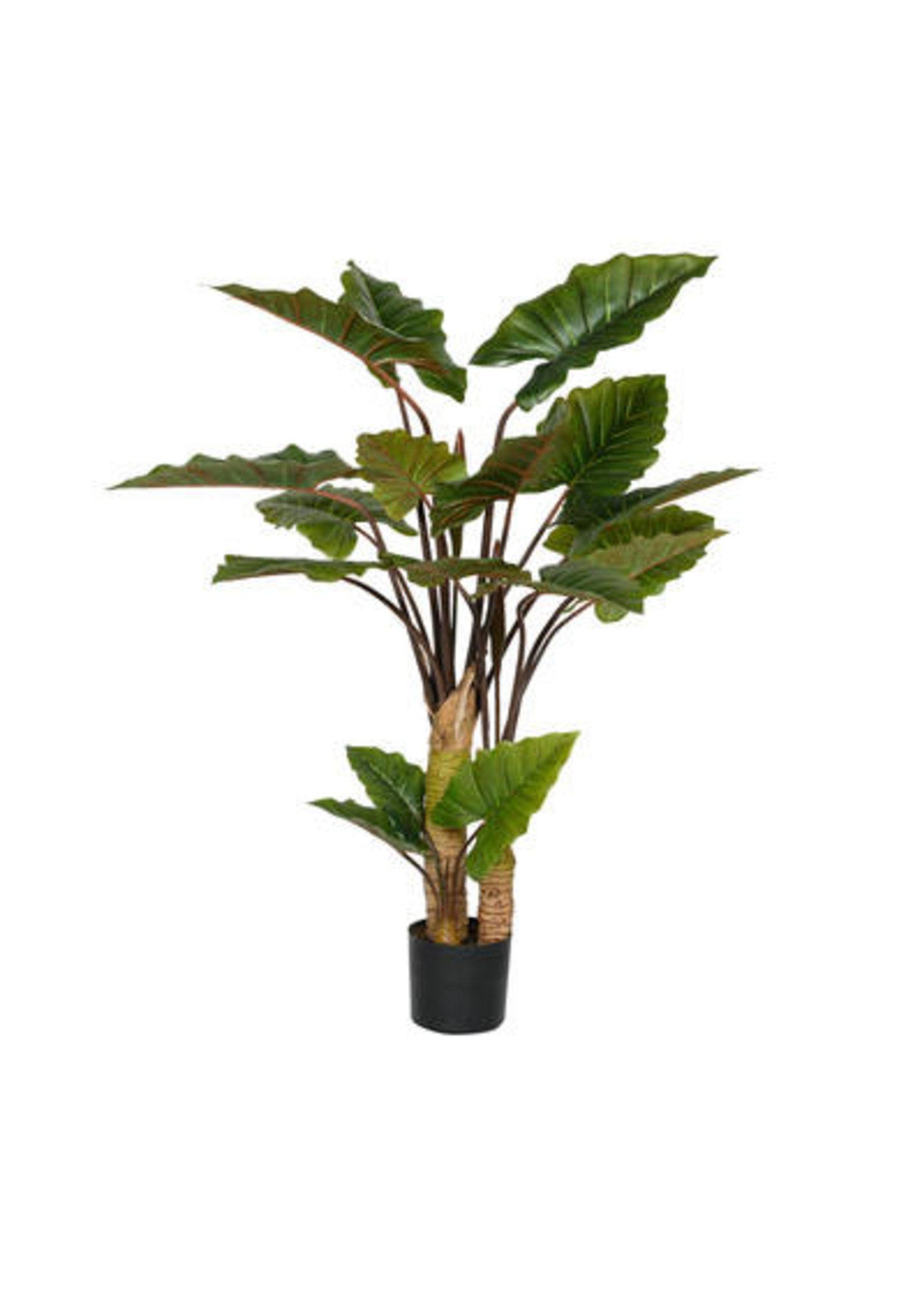 Pottery Pots Alocasia Boom,  160cmH.