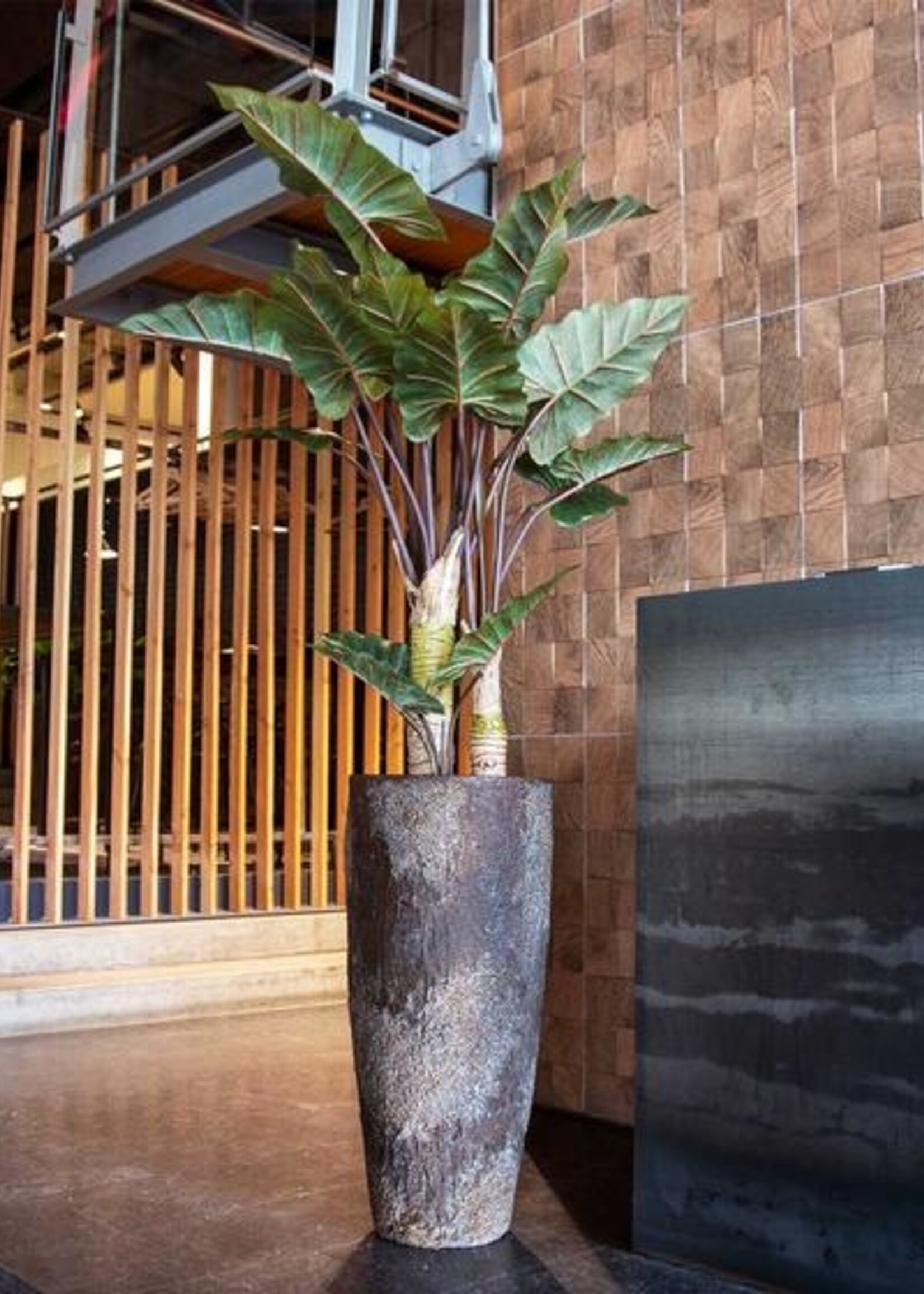 Dax XL Imperial bruin