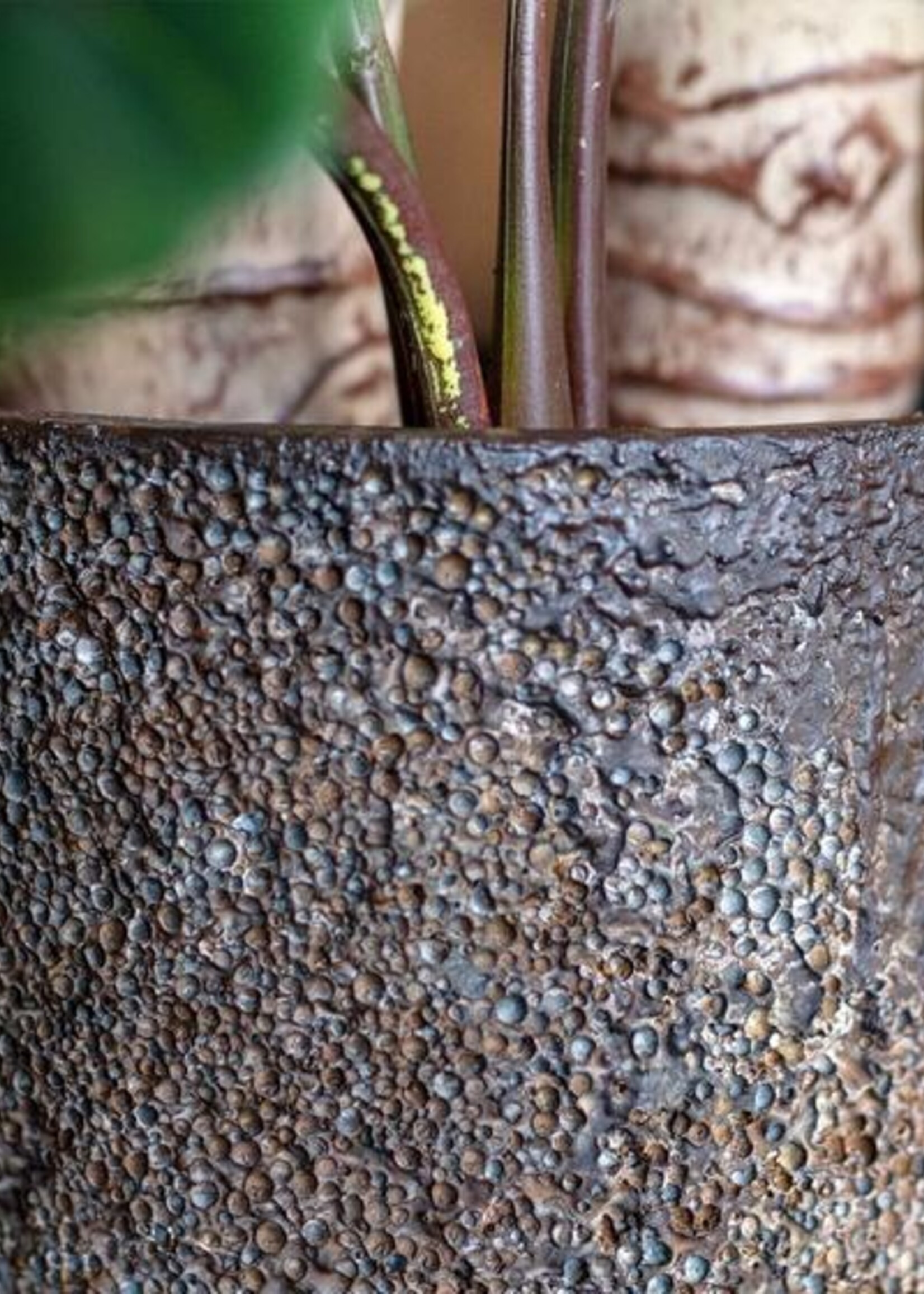 Dax XL Imperial bruin