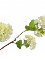 Silk-ka Vibernum   groen-geel