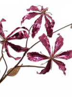 Gloriosa tak goud/roze