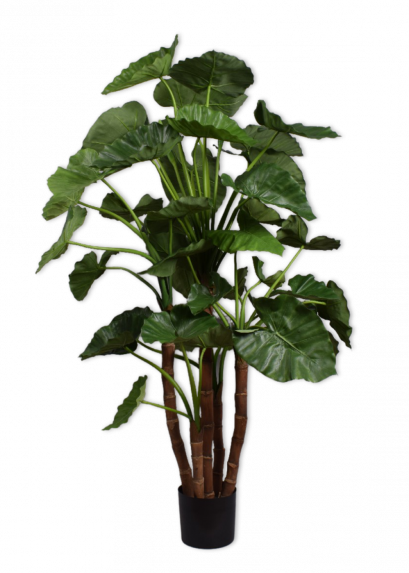 Silk-ka Alocasia Gageana  150 cm