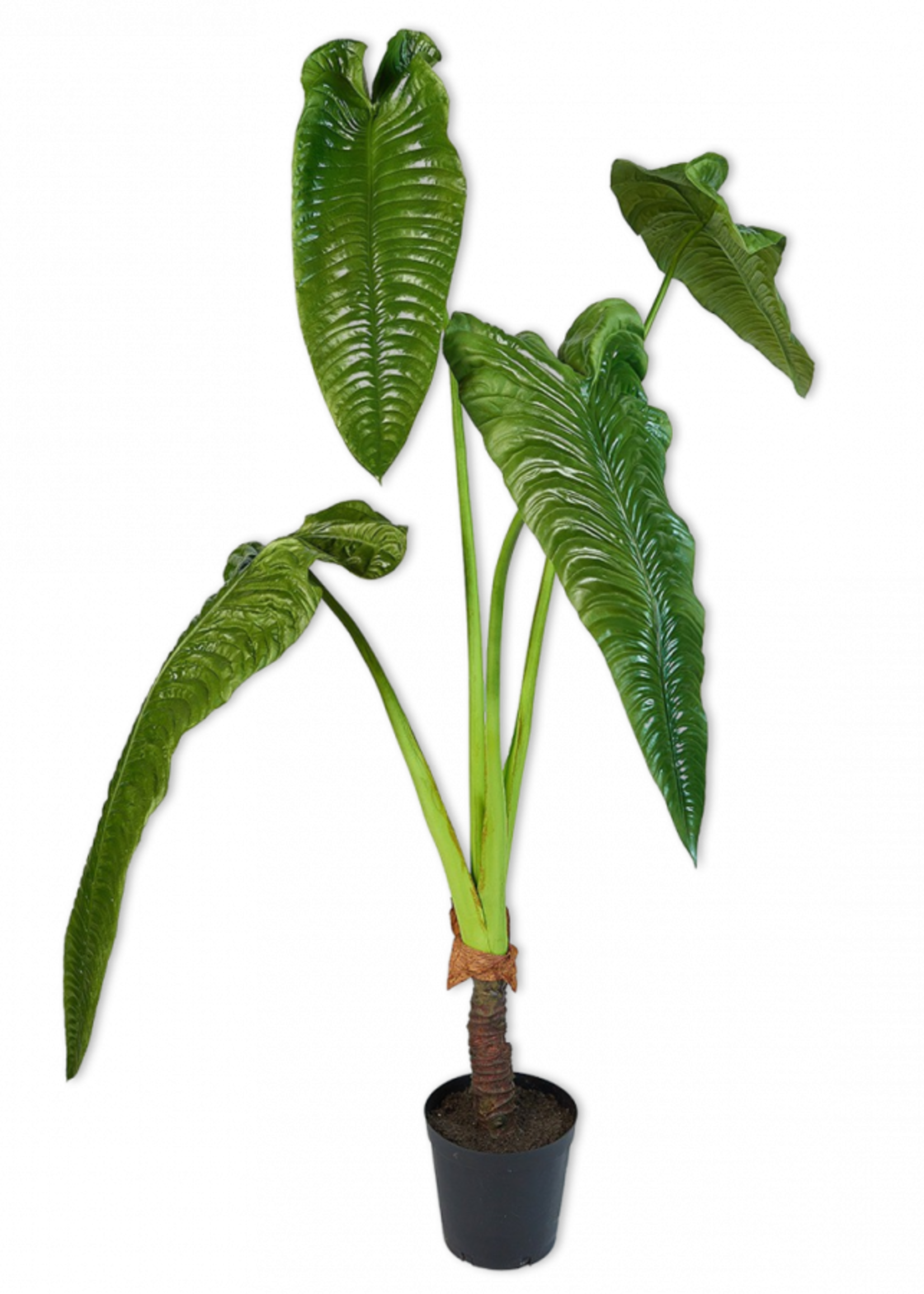 Silk-ka Alocasia Green 178 cm