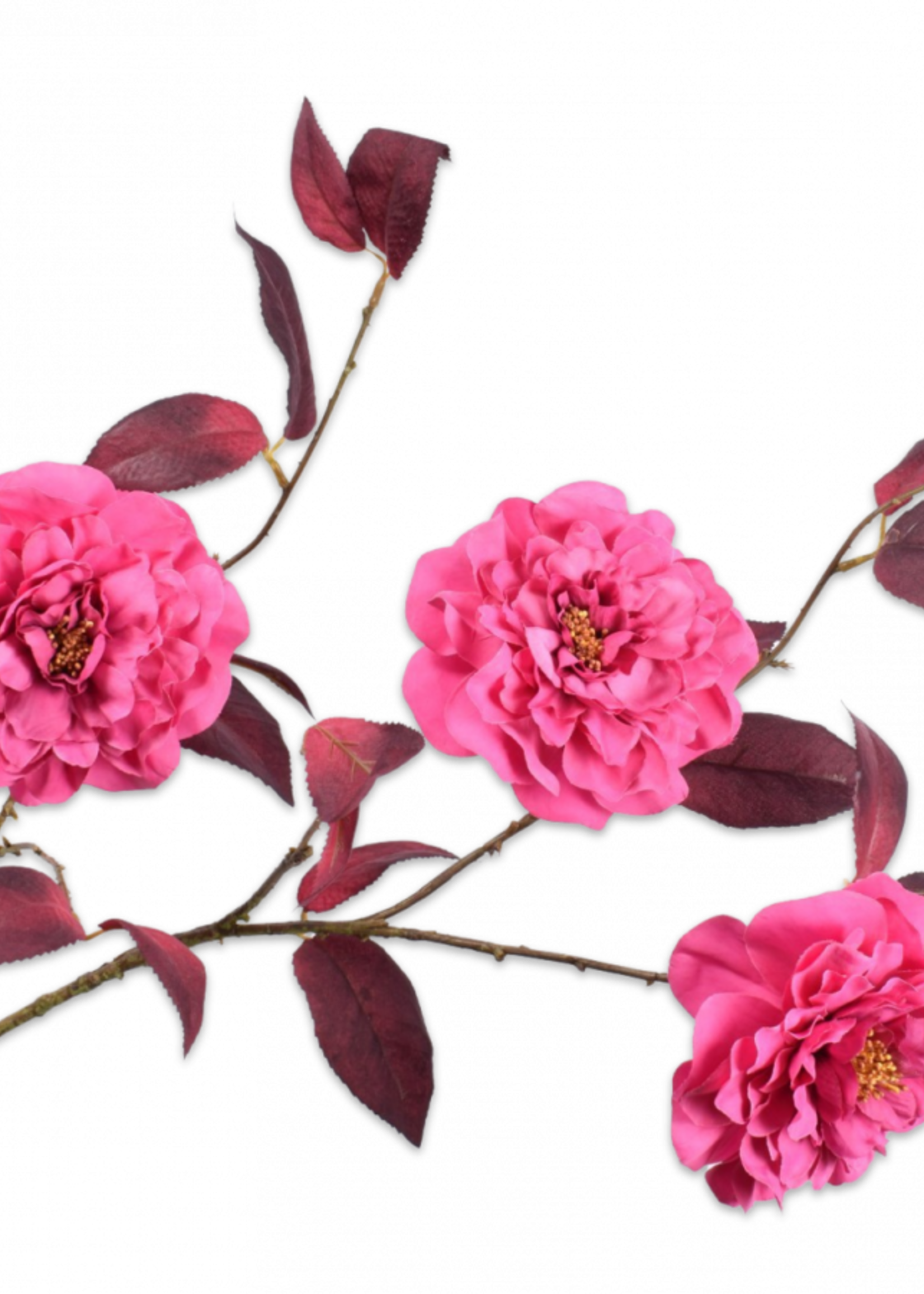 Camelia Tak Beauty  117 cm