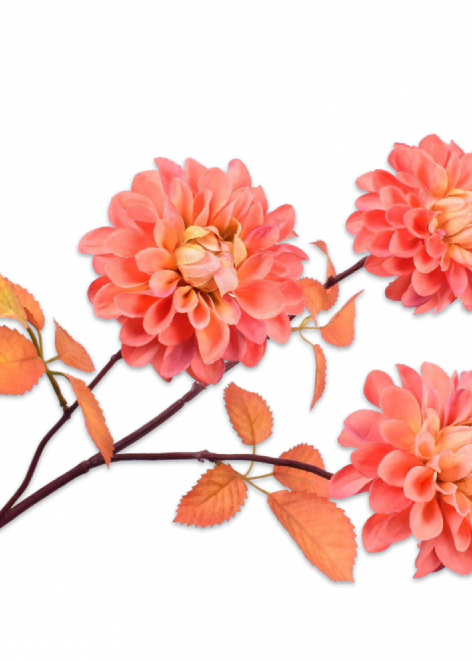 Silk-ka Dahlia Peuch    74 cm